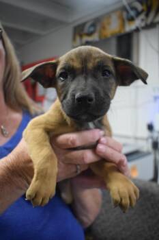 American Bulldog and Mixed Breed Dogs Available for Adoption - Cam (Cina P5) | PetCurious