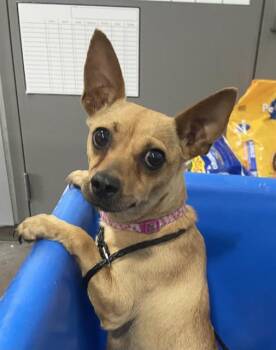 Mixed Breed Dogs Available for Adoption in Dallas, Texas - UNA | PetCurious