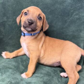 Pit Bull Terrier and Mixed Breed Dogs Available for Adoption in St. Peters, Missouri - Cordelia | PetCurious