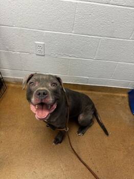 Rescue Mixed Breed Dogs for Adoption in West Chester, Pennsylvania - Prince Naveen | PetCurious