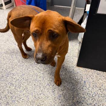 American Staffordshire Terrier Dogs Available for Adoption - Rodney | PetCurious