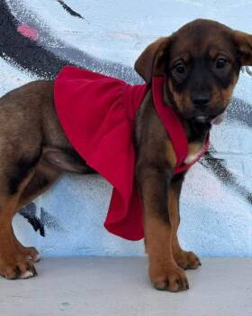 Rottweiler Dogs Available for Adoption - Shelby - Not At Shelter (Tiffany) | PetCurious