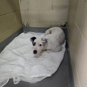 06/27/2026-Stray-SaintMarysRoad -  Mixed Breed Dog for Adoption in Columbus, Georgia - 06/27/2026-Stray-SaintMarysRoad | PetCurious