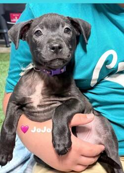 Labrador Retriever and Pit Bull Terrier Dogs Available for Adoption - Jojo | PetCurious