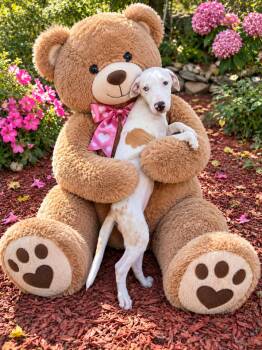 Bambi -  Labrador Retriever and Hound Dog for Adoption in Wanaque, New Jersey - Bambi | PetCurious
