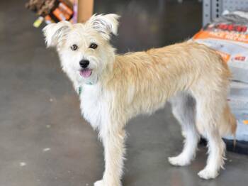 Frannie -  Cairn Terrier Dog for Adoption in Montgomery, Texas - Frannie | PetCurious