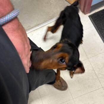 Coonhound Dogs Available for Adoption in Saint Joseph, Missouri - Rose | PetCurious