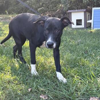 Rain -  Pit Bull Terrier Dog for Adoption in Clanton, Alabama - Rain | PetCurious