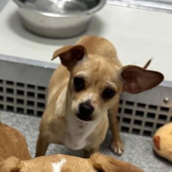 Mixed Breed Dogs Available for Adoption in Oak Brook, Illinois - Scrabble | PetCurious