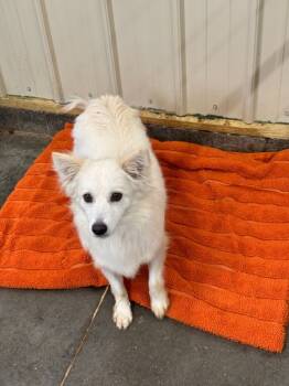 Rescue American Eskimo Dog Dogs for Adoption in Hastings, Nebraska - Ariel | PetCurious