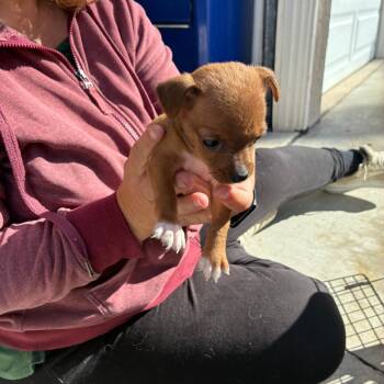 Rescue Chihuahua Dogs for Adoption in Oceanside, California - Wren | PetCurious