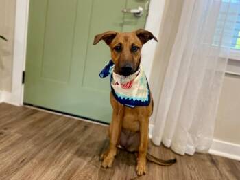 Elys Nightingale -  Doberman Pinscher and Shepherd Dog for Adoption in Friendswood, Texas - Elys Nightingale | PetCurious