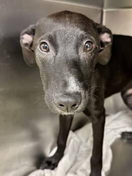 Rescue Mixed Breed Dogs for Adoption in Wichita, Kansas - Luke | PetCurious