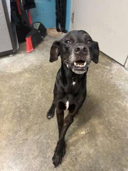 Rolex -  Greyhound and Labrador Retriever Dog for Adoption in Paducah, Kentucky - Rolex | PetCurious