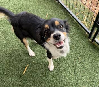 Crispa -  Terrier Dog for Adoption in Canutillo, Texas - Crispa | PetCurious