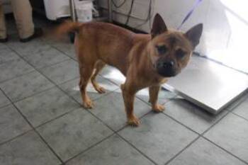 Rescue Pit Bull Terrier and Mixed Breed Dogs for Adoption in Weatherford, Texas - Drasa | PetCurious