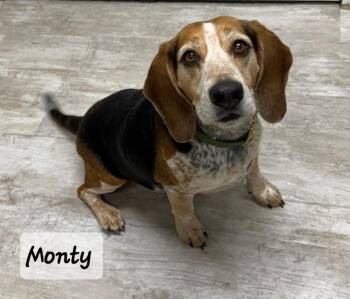 Beagle Dogs Available for Adoption in Urbana, Ohio - Monty | PetCurious
