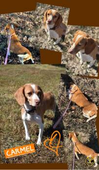 Beagle Dogs Available for Adoption - Carmel & Butterness (bonded Sisters) | PetCurious