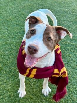 Rescue Mixed Breed Dogs for Adoption in Dallas, Texas - SAM | PetCurious