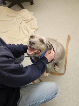 RUFFLES -  Old English Sheepdog Dog Available for Adoption in Barnstable, Massachusetts - RUFFLES | PetCurious