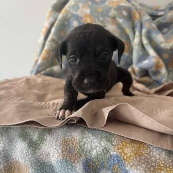 Labrador Retriever and Mixed Breed Dogs Available for Adoption in North Charleston, South Carolina - Hook | PetCurious