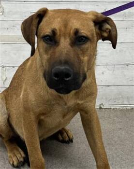 WOOKIE -  Labrador Retriever and Mixed Breed Dog for Adoption in San Bernardino, California - WOOKIE | PetCurious