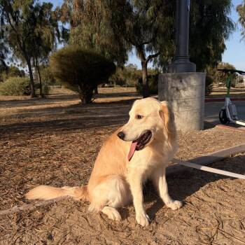 Luke -  Golden Retriever Dog for Adoption in Torrance, California - Luke | PetCurious