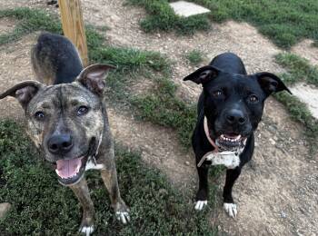 Rescue Black Labrador Retriever and Pit Bull Terrier Dogs for Adoption in Rogersville, Tennessee - Hope | PetCurious