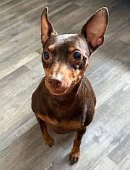 Miniature Pinscher Dogs Available for Adoption in Pinellas Park, Florida - Uzi | PetCurious