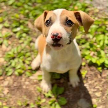 Mixed Breed Dogs Available for Adoption in Mentor, Ohio - Hot Toddy | PetCurious