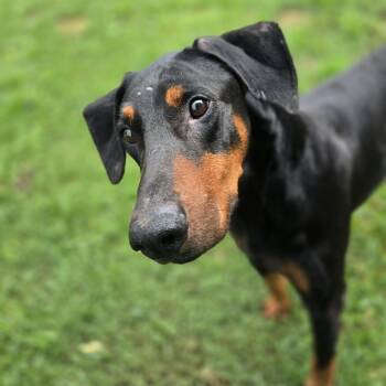 Thor -  Doberman Pinscher Dog for Adoption in Athens, Alabama - Thor | PetCurious
