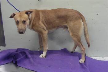A2090537 -  Labrador Retriever and Mixed Breed Dog for Adoption in Houston, Texas - A2090537 | PetCurious
