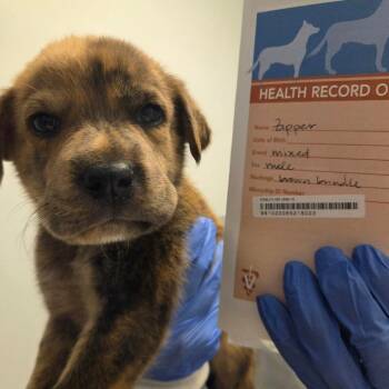 Zipper -  Mixed Breed Dog for Adoption in Park City, Utah - Zipper | PetCurious