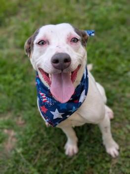 Panini -  Mixed Breed Dog for Adoption in Gulfport, Mississippi - Panini | PetCurious