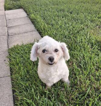 Rescue Bichon Frise Dogs for Adoption in Bradenton, Florida - Bebe | PetCurious