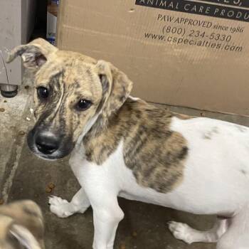 Wrangler -  Terrier and Mixed Breed Dog for Adoption in Eureka Springs, Arkansas - Wrangler | PetCurious