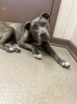 Lemonade -  Pit Bull Terrier Dog for Adoption in Springfield, Ohio - Lemonade | PetCurious