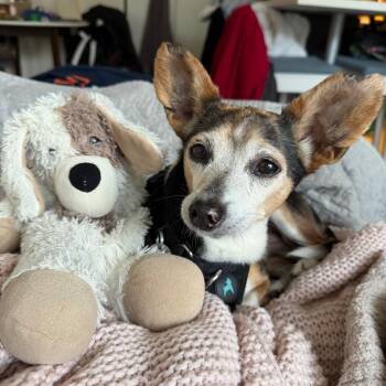 Springer -  Mixed Breed Dog Available for Adoption in Chicago, Illinois - Springer | PetCurious