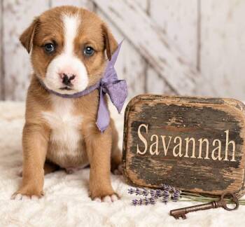 Savannah -  Beagle and Treeing Walker Coonhound Dog for Adoption in Nahunta, Georgia - Savannah | PetCurious