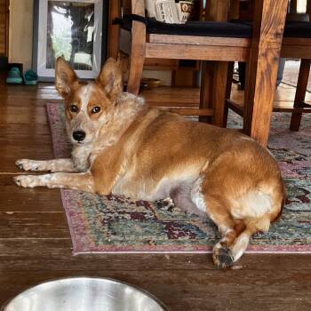 lil bit -  Cattle Dog Dog for Adoption in Bellingham, Washington - Lil Bit | PetCurious