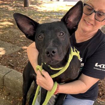 Belladonna 5071 -  Mixed Breed Dog for Adoption in Columbus, Georgia - Belladonna 5071 | PetCurious