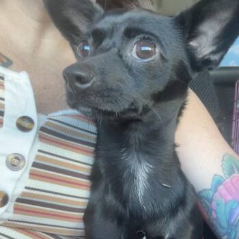 Mouse -  Mixed Breed and Chihuahua Dog for Adoption in Rockville, Maryland - Mouse | PetCurious