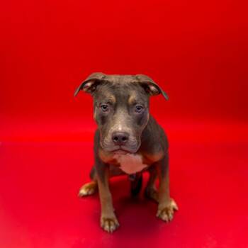 Pen 188 C Carlton -  Pit Bull Terrier Dog for Adoption in Lawrenceville, Georgia - Pen 188 C Carlton | PetCurious