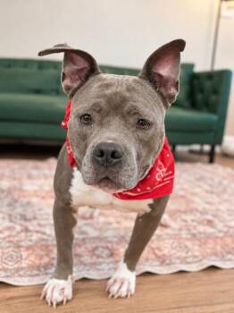 Rosie Round and Wonderful -  Staffordshire Bull Terrier and American Staffordshire Terrier Dog for Adoption in Friendswood, Texas - Rosie Round And Wonderful | PetCurious