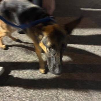 Spike Lee -  Shepherd Dog for Adoption in Philadelphia, Pennsylvania - Spike Lee | PetCurious