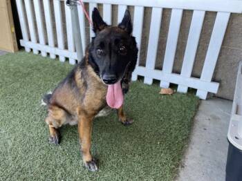 HULK -  Belgian Shepherd Malinois Dog for Adoption in Modesto, California - HULK | PetCurious