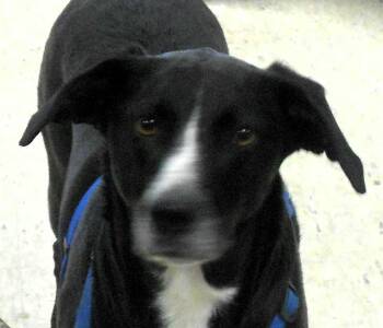 Border Collie and Labrador Retriever Dogs Available for Adoption in Paris, Kentucky - Buddy Lee | PetCurious