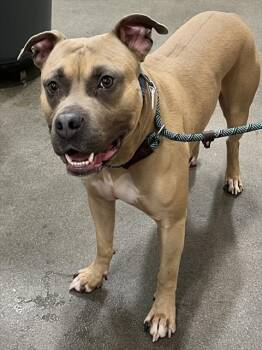 American Bulldog Dogs Available for Adoption - HADES | PetCurious