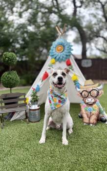 Jake -  Australian Cattle Dog Blue Heeler and Terrier Dog for Adoption in Mico, Texas - Jake | PetCurious