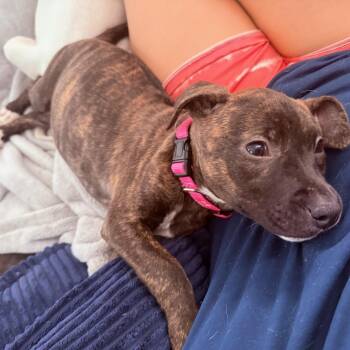 Roo -  Terrier Dog for Adoption in Plainfield, Illinois - Roo | PetCurious